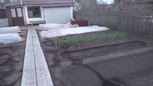 Как я укрываю грядки от заморозка 13 мая
