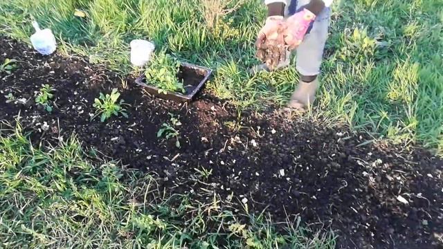 Посадили ромашки и ревень🌱🌿 поливаем теплицу 🌱🌿 смотреть онлайн