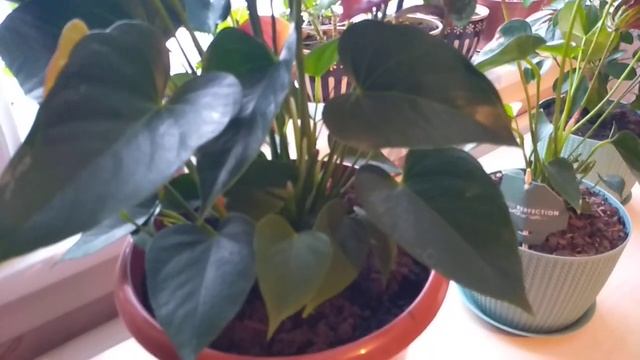 Обзор покупок. Комнатные цветы. смотреть онлайн