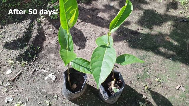 How To Grow Jackfruit Seeds At Home / How To Plant Jackfruit Seeds From Store Bought