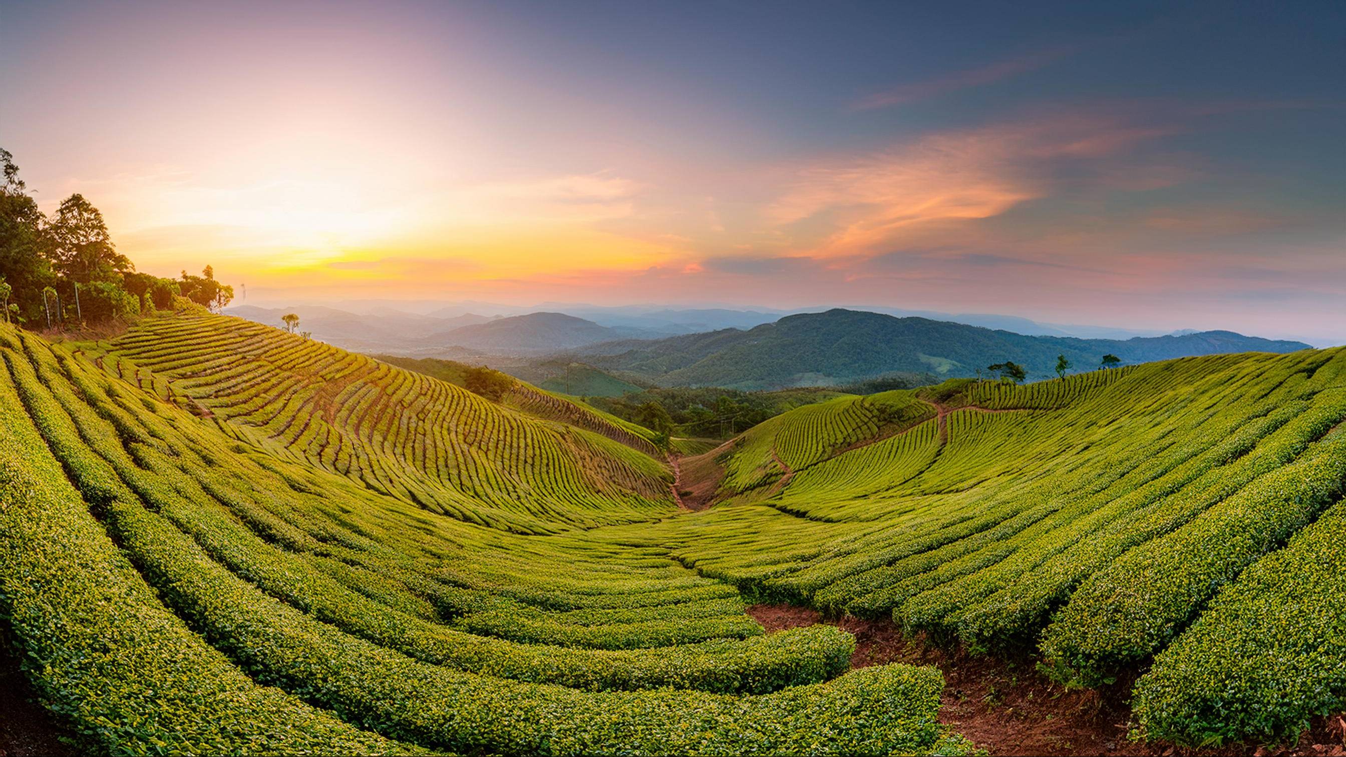 Tea Plantation: Tranquil Background Music