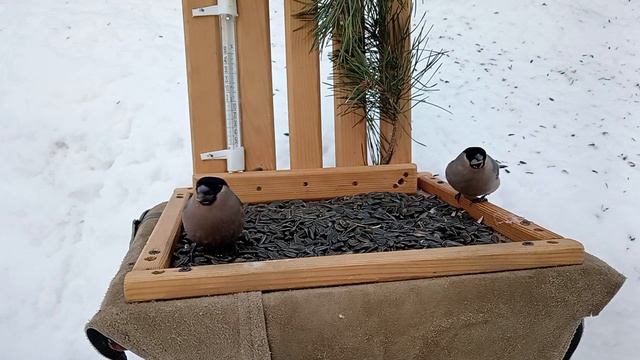 🐦Снегири🐦 смотреть онлайн