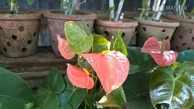 Anthurium plant care in Malayalam смотреть онлайн
