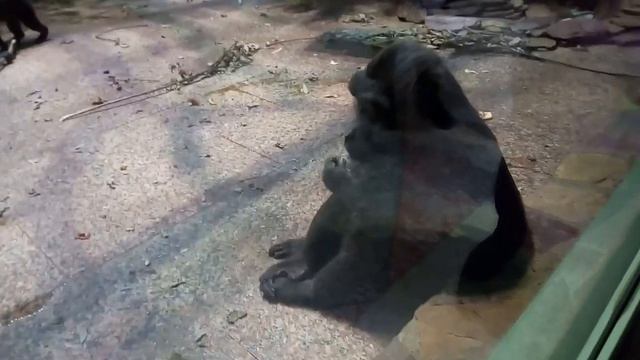 Марк и его Лего в Питере 3# Питербурский зоопарк смотреть онлайн