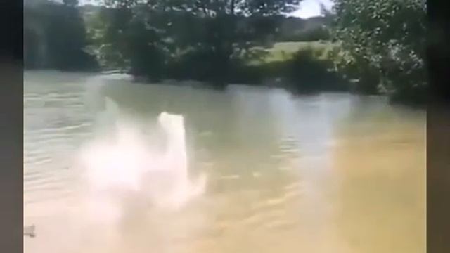 Pitbull s love's смотреть онлайн