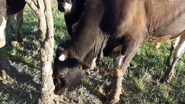 Ура! Бычков пара на цеп смотреть онлайн