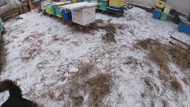 Один месяц зимовки пчел =?кг меда.