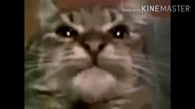 КИТ ТЫ МАМУ МАВ??? смотреть онлайн