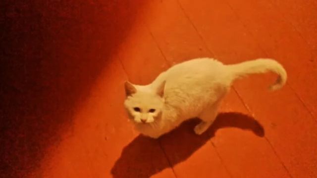 Котик смотреть онлайн