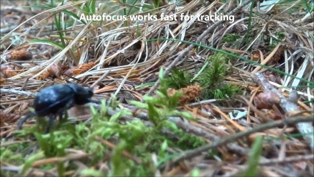 SONY HX60 - Motion test : Beetle смотреть онлайн