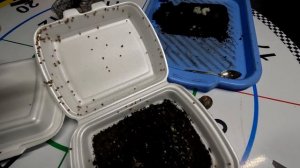 УЛИТОЧНАЯ ФЕРМА ▶️ ДЕГУСТАЦИЯ УЛИТОК Aspersa Muller ▶️Разведение и выращивание [SankaObniManka]