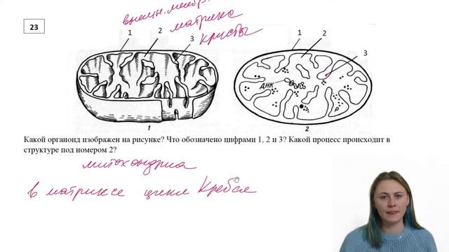 Урок 6 Строение клетки Решение задач смотреть онлайн