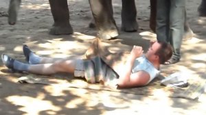 Слоны оторвали яйца русским туристам !!!!!!