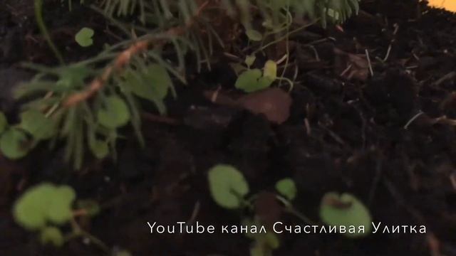 11 месяцев дома // Елочка Picea glauca Conica // Пицея глаука Коника смотреть онлайн
