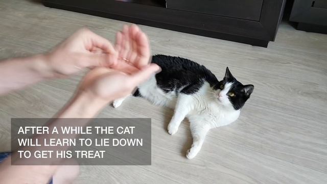 Lesson: Lie down + roll over смотреть онлайн