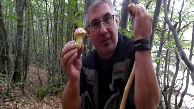 Il porcino reale (Boletus regius) смотреть онлайн