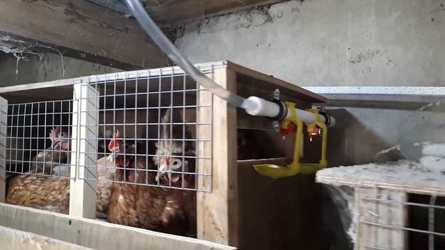 Клетка для кур несушек своими руками, с наклонным полом смотреть онлайн