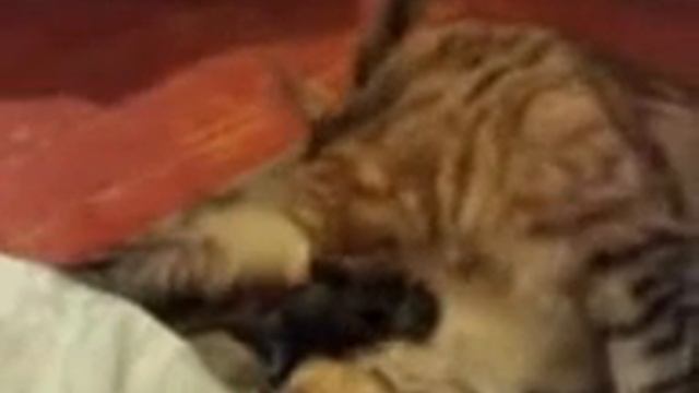 Принял роды у кошки!Took birth in the cat