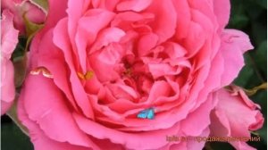 Роза плетистая Пинк Клауд (rosa climbing pink cloud) ? обзор: как сажать, саженцы розы Пинк Клауд