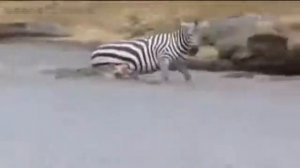 Крокодил напал на зебру