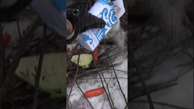 ❗ГРИБНИК ЗИМОЙ В ЛЕСУ НАКРЫЛ ЦАРСКИЙ СТОЛ ДИКИМ ЗВЕРЯМ #shorts смотреть онлайн