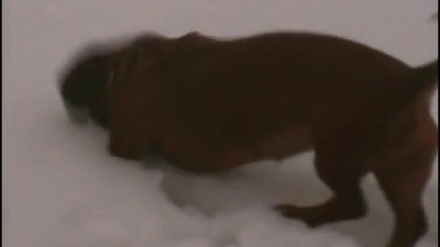 Такса охотится на мышей в снегу.wmv