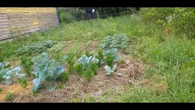 Сегодня домой. Показываю огород и еще одну клумбу с зонированием смотреть онлайн