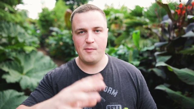 Growing 'Mind your own business' Soleirolia soleirolii in my UK Tropical Garden смотреть онлайн