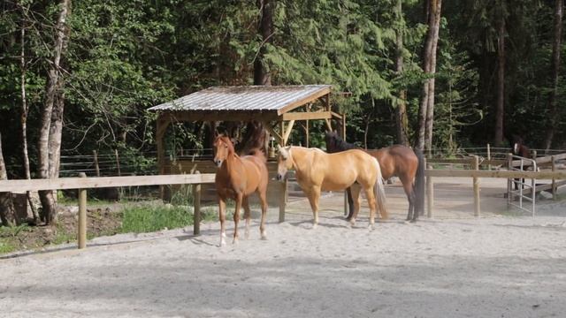 Just A Bunch Of Horses Running Around And Playing And Stuff! смотреть онлайн