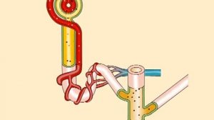 Строение нефрона образование мочи