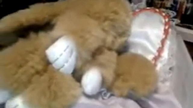 Обзор на кролика рекса смотреть онлайн