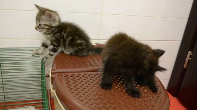 Котята ищут дом! Отдадим даром смотреть онлайн