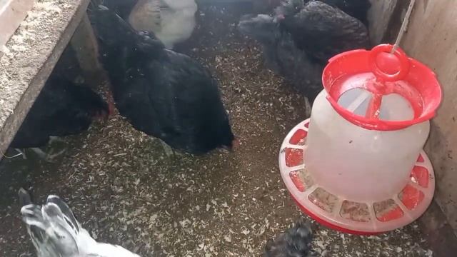 ГАСТРОЛИТЫ - зубы для кур.(GASTROLITHS - teeth for chickens.) смотреть онлайн