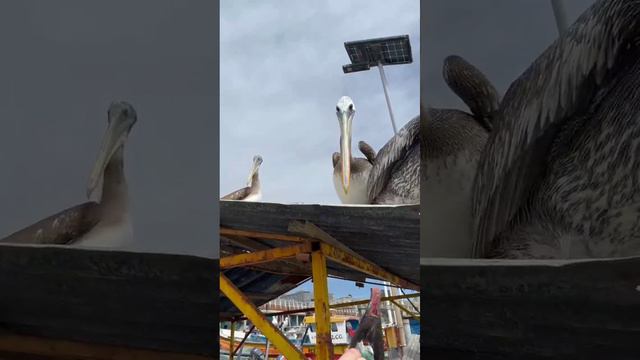 Пеликаны в Вальпараисо🌊🌤🇨🇱 #shorts