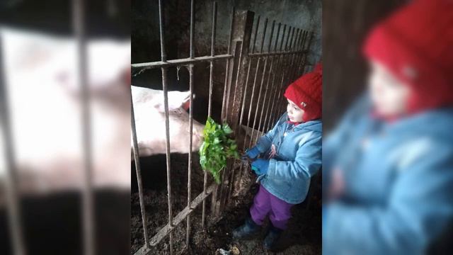 Фото - челендж від гр. "Капітошка, ЗДО " Гвоздика, м. Кодима! Будьмо добрішими!!! смотреть онлайн