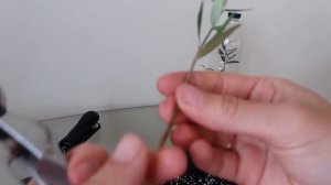 Размножение маслины