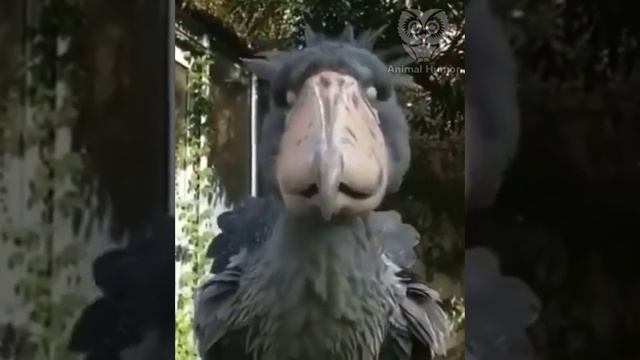 Китоглав - доисторическая птица смотреть онлайн