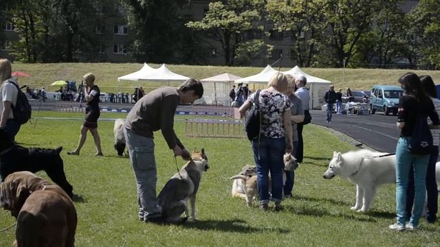 Чешский волчак и другие редкие породы собак смотреть онлайн