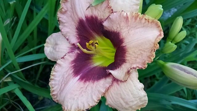 Сезон шикарных, сортовых лилейников в моём саду открыт. смотреть онлайн