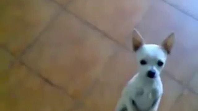 Пес танцует самбу Пляски без остановки смотреть онлайн