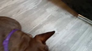 Бычий корень для щенков. Французский бульдог