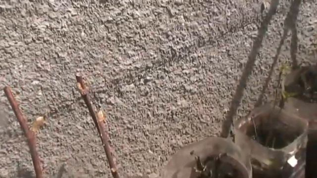 Растёт миндаль из косточки и другое смотреть онлайн
