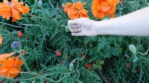 Папавер ! Многолетний декоративный мак ! Выращивание и уход !