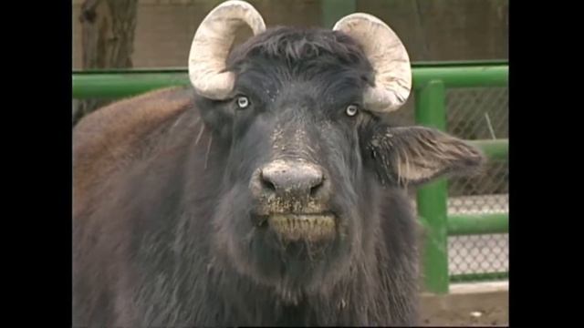 Буйвол домашний (болотный) - Bubalus bubalis var. Kerabau - Swamp buffalo смотреть онлайн