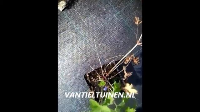 Geranium Johnson s Blue Ooievaarsbekje. смотреть онлайн