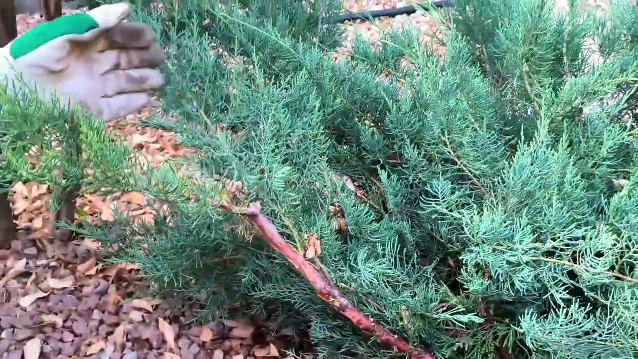 Топиарная стрижка Можжевельника Грей Ойл.