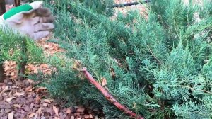 Топиарная стрижка Можжевельника Грей Ойл.