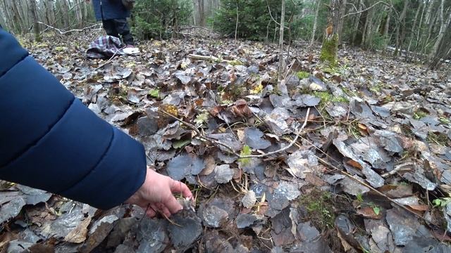 РЯДОВКИ СОБИРАЕМ в ноябре! смотреть онлайн