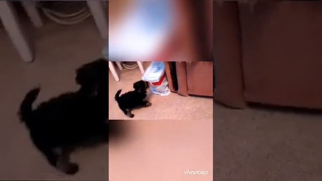 Первые шаги Нюши смотреть онлайн