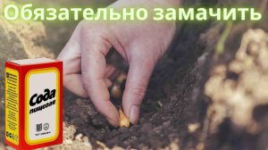 Посадка зеленого лука, вымоченного в содовом растворе